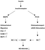Abbildung 1: Proteinkinase-Pathway - 3-Kinase-Pathway