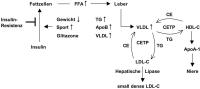 Abbildung 2: LDL-Cholesterinpartikel