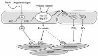 Abbildung 2: Hypertonie nach Herztransplantation