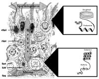 Abbildung 1: Spermatogenese