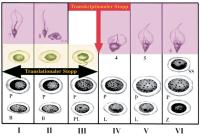 Abbildung 2: Spermatogonien - Spermatide2