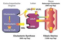 Abbildung 1: Cholesterin-Balance