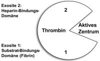 Abbildung 1: Thrombin-Bindungs-Domnen