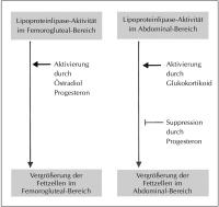 Abbildung 1: Fettspeicherung - Krperregionen