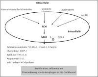 Abbildung 3: Oxidativer Stre