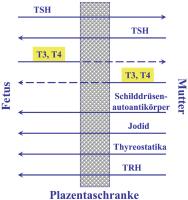 Abbildung 1: Plazentaschranke