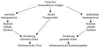 Abbildung 1: Virus - Immunantwort