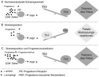 Abbildung 1: Stre - Abortus - Endokrin-Immun-Verknpfung