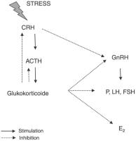 Abbildung 2: Strehormon - CRH - ACTH