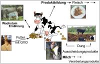 Abbildung 1: Kuhmodell