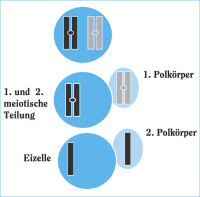 Abbildung 1: Eizellreifung - Polkrperentstehung