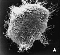 Abbildung 5-a: Spermatozoon