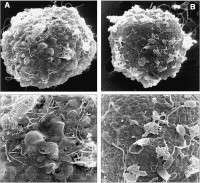 Abbildung 7a-b: Spermatozoon - Blastozyste