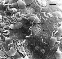 Abbildung 11: Zona pellucida - Enzymatische Lyse