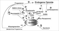 Abbildung 5: GnRH-Sekretion