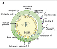 sperm aspiration