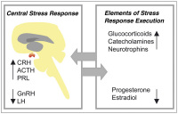 Abbildung 2: Stress response