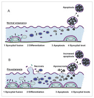 Abbildung 1: Trophoblast turnover