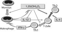 Abbildung 1: Vitamin D - Zytokin