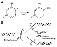 Abbildung 1: DNMT - Methyl
