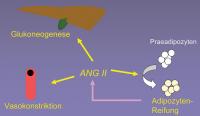 Abbildung 1: Renin-Angiontensin-System - Fettgewebe