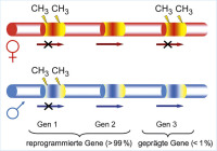 Abbildung 2: Reprogrammierte - geprgte Gene
