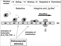 Abbildung 1: Adhesion Molecules