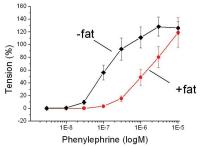 Abbildung 3: Perivaskulres Fett - Phenylephrin