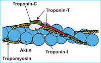 Abbildung 1: Troponin-Komplex