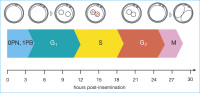 Abbildung 1: First Cell Cycle