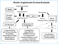 Abbildung 1: Renin-Angiotensin-System-Kaskade