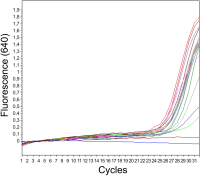 Figure 3: Real Time PCR