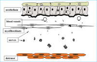 Abbildung 1: Urothelial/Suburothelial Layer