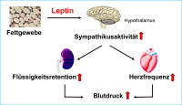 Abbildung 1: Hypertonie - Adipositas