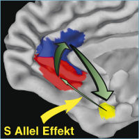 Abbildung 6: S-Allel