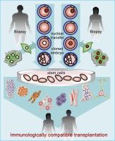 Abbildung 2: Soamtic cell nuclear transfer