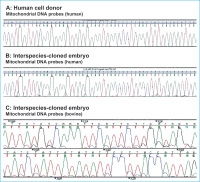 Abbildung 6a-c: DNA sequence analysis