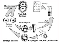 Abbildung 7: Splitting - Early Embryo