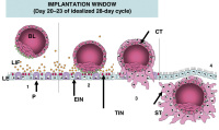 Abbildung 1: Implantation window