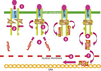 Abbildung 2: Jak-STAT signal transducing pathway