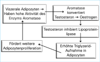 Abbildung 2: Hypoandrogenismus