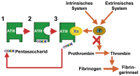 Abbildung 1: Pentasaccharide