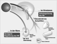 Abbildung 1: Hypertonie - Niere - Rilmendin