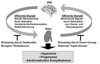 Abbildung 1: Sympathisches Nervensystem - Niereninsuffizienz