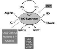 Abbildung 2: Stickstoffmonoxid - Synthese - Endothel