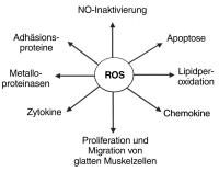 Abbildung 3: Sauerstoffradikale - Atherosklerose