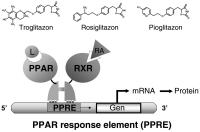 Abbildung 1: Peroxisome Proliferator Activated Receptor Gamma