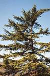 Zedern�l