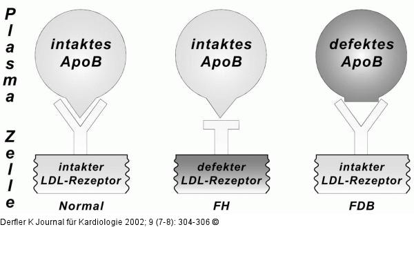 Familiäre Hypercholesterinämie - Ursachen