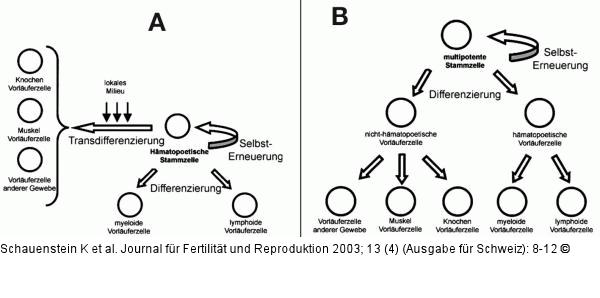 Adulte Stammzellen - Multipotenz
